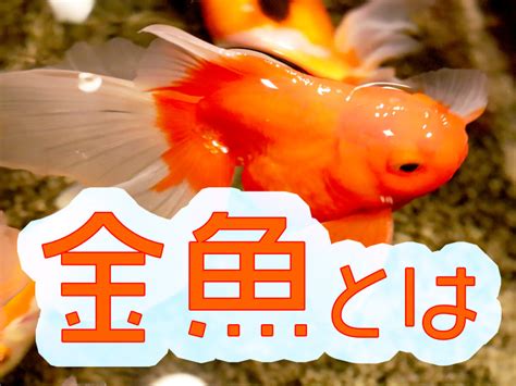 金色 魚|金魚とは｜特徴・生態・種類・餌・寿命などを紹介、 